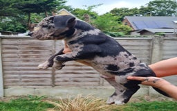 American Bully dogs for sale: David  - Image 14