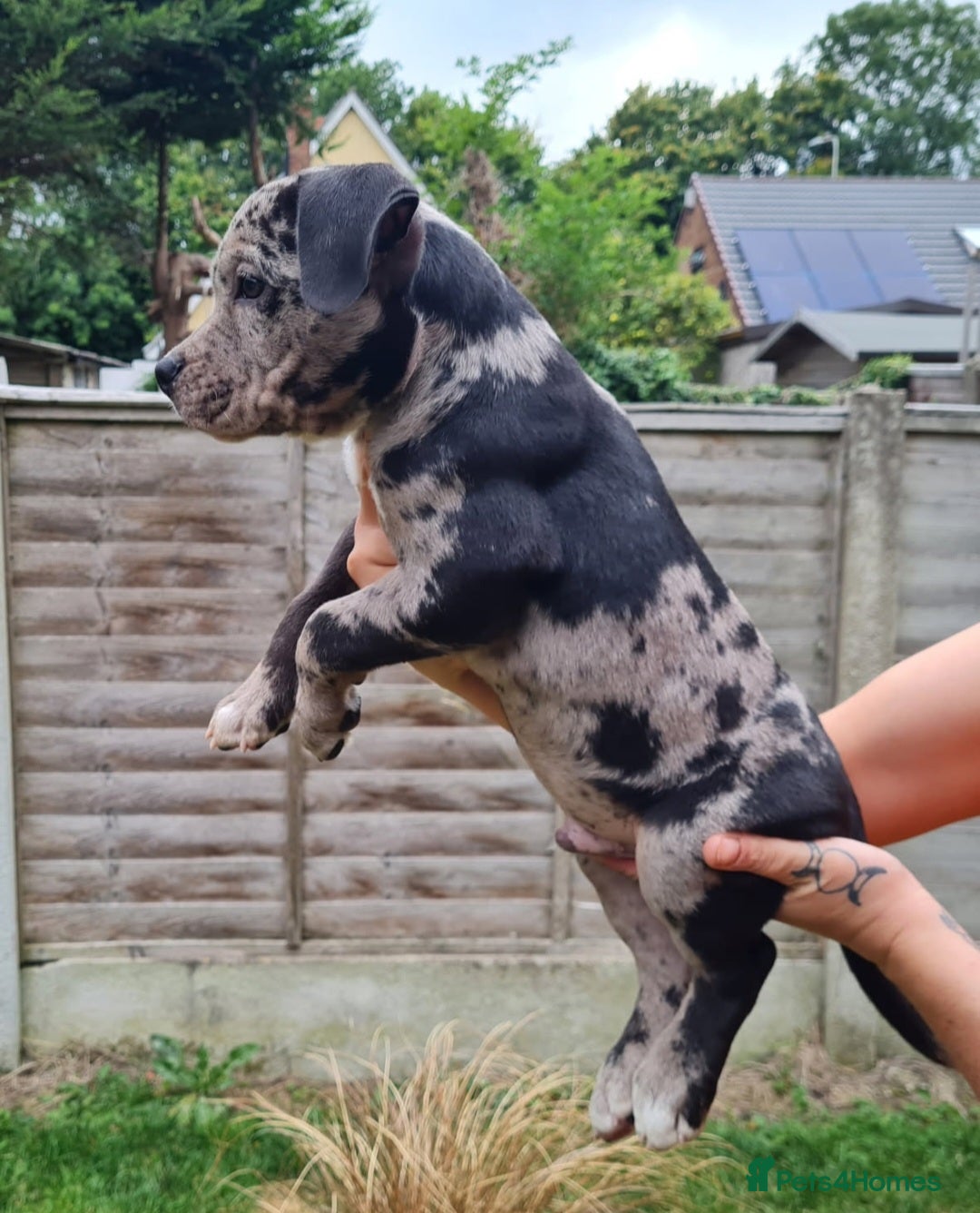 American Bully dogs for sale: David  - Image 14