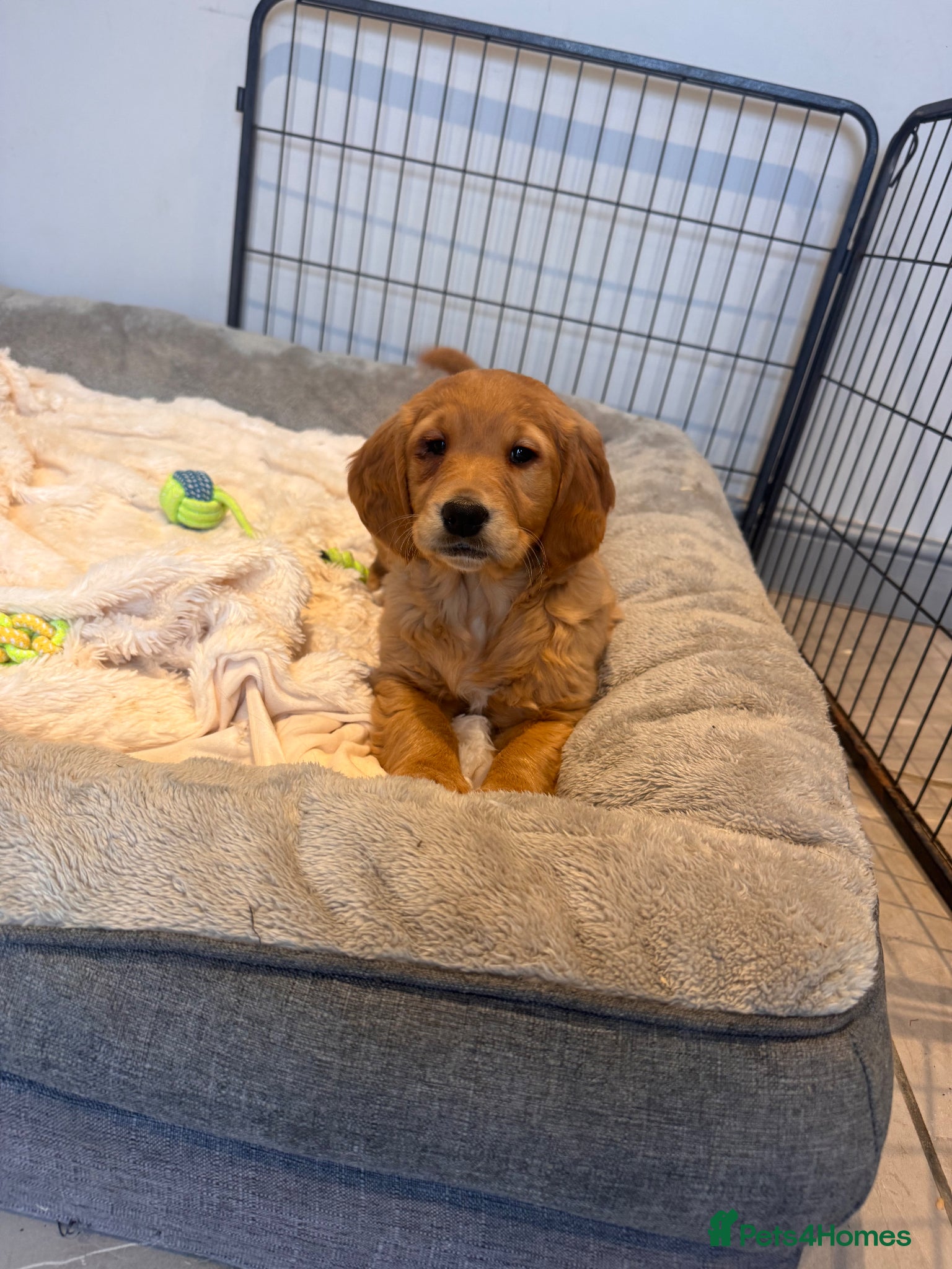 Golden Retriever dogs GORGEOUS GOLDEN RETRIEVERS - Advert 1