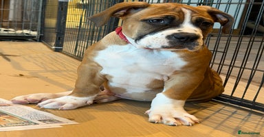 Boerboel dogs Ysterberg line Boerboel puppies  - Advert 8