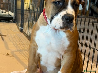 Boerboel dogs Ysterberg line Boerboel puppies - Advert 2