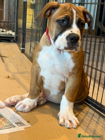 Boerboel dogs Ysterberg line Boerboel puppies - Advert 2