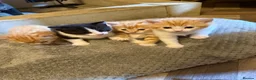 Mixed Breed cats for sale: 4 beautiful male kittens in Halifax - Advert 2