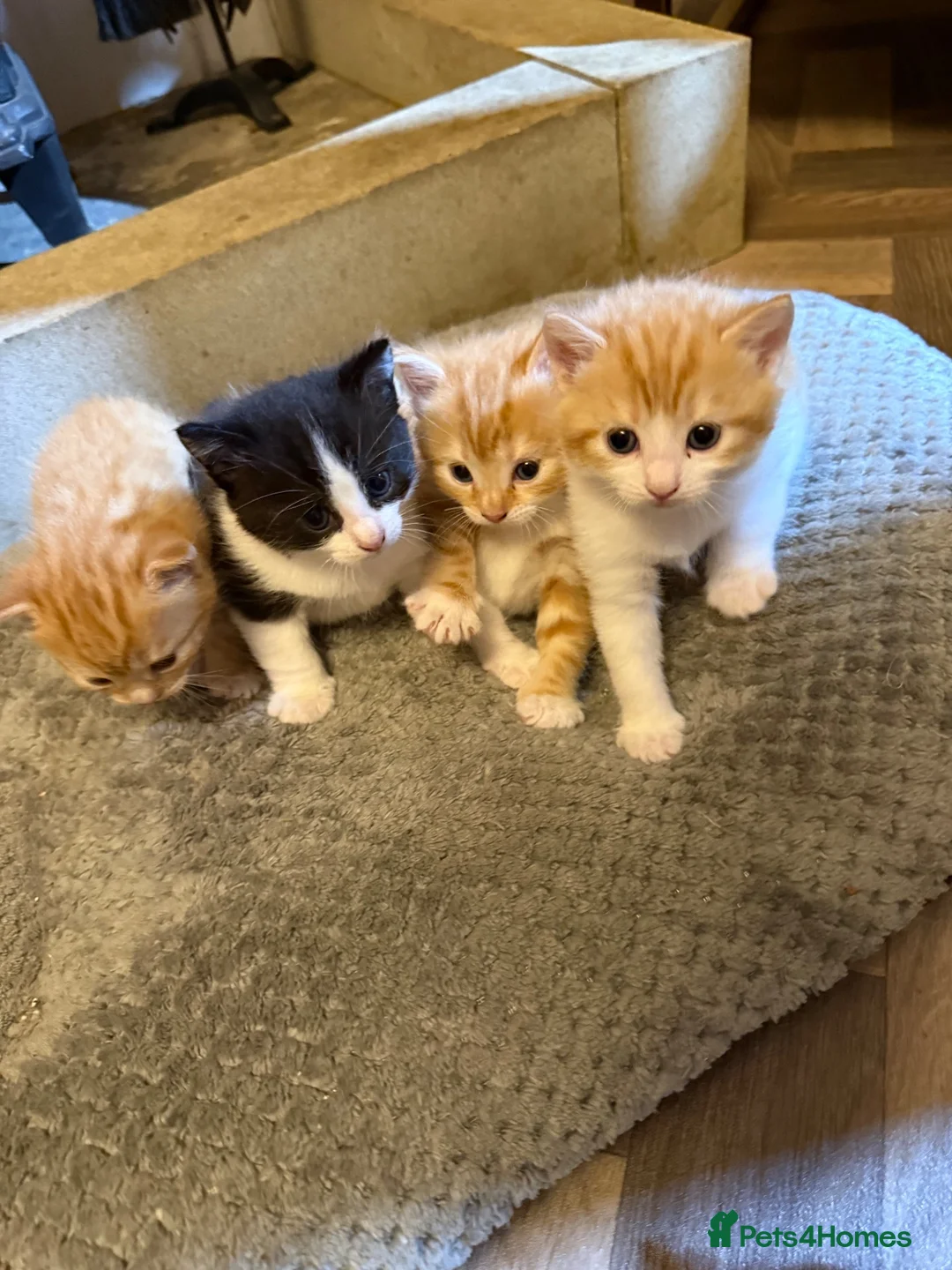 Mixed Breed cats for sale: 4 beautiful male kittens in Halifax - Advert 2