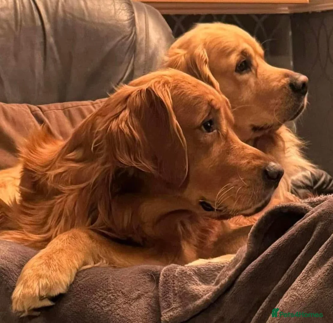 Golden Retriever dogs for sale: Amazing shades long awaited litter - Advert 9