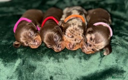 Miniature Dachshund dogs for sale: ‼️‼️Miniature Dachshund Puppies ‼️‼️ - Image 7