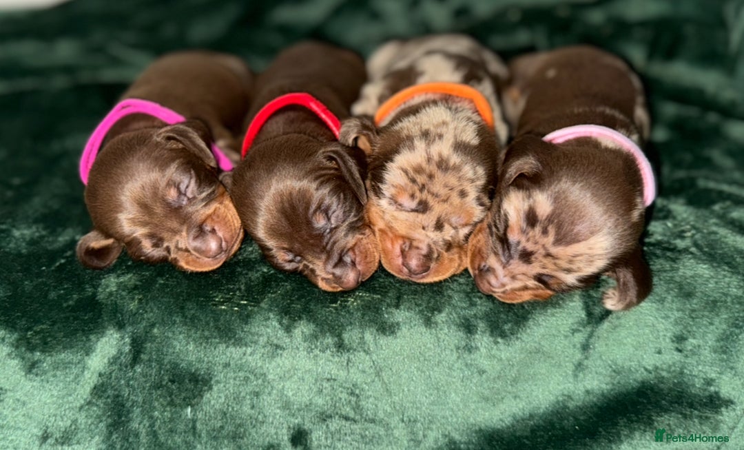 Miniature Dachshund dogs for sale: ‼️‼️Miniature Dachshund Puppies ‼️‼️ - Image 7