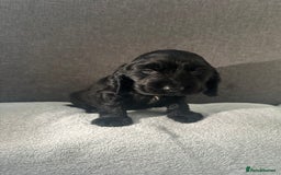Cocker Spaniel dogs for sale: Beautiful Showtype cocker spaniels - Image 25