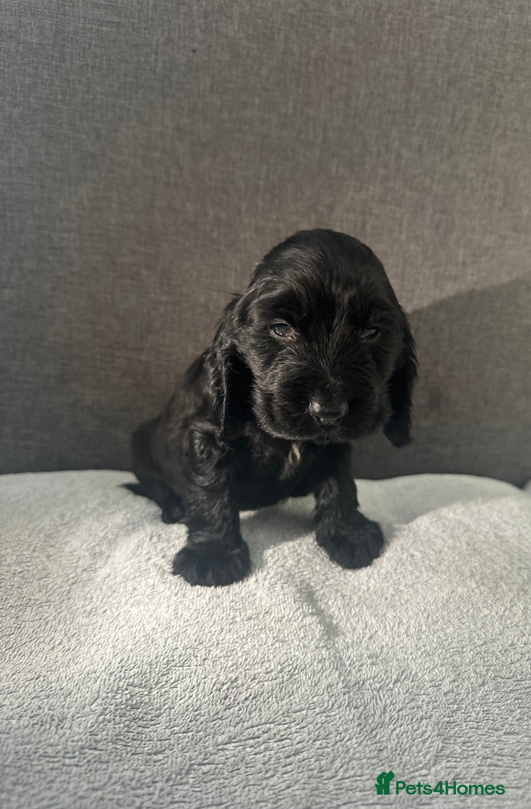 Cocker Spaniel dogs for sale: Beautiful Showtype cocker spaniels - Image 25