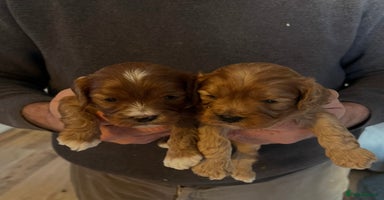 Cavapoo dogs Fully Health Tested F1 Cavapoo Puppies. - Advert 3