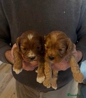 Cavapoo dogs Fully Health Tested F1 Cavapoo Puppies. - Advert 4