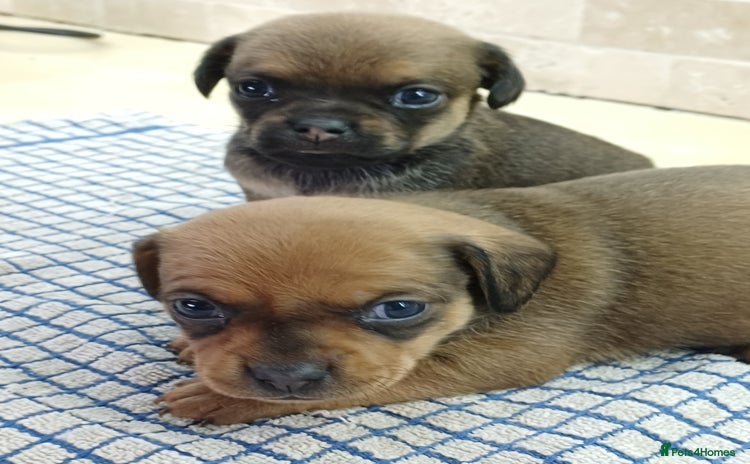 Mixed Breed dogs - Advert 1