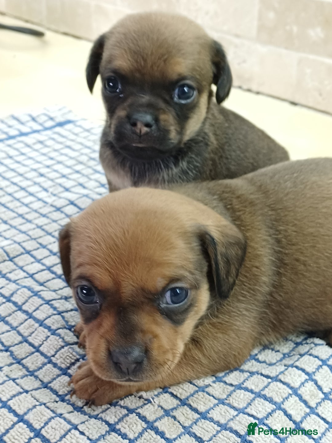 Mixed Breed dogs for sale: Pug x dachshund  ( Daug?) - Image 1