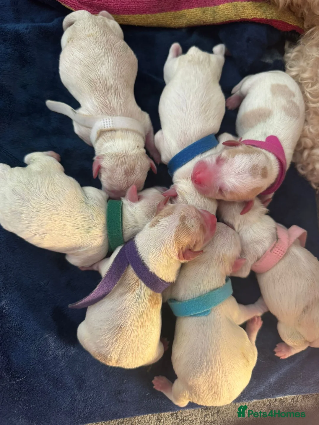 Maltese dogs for stud: Stud dog Available-Miniature Maltese £200 in Mitcham - Advert 7