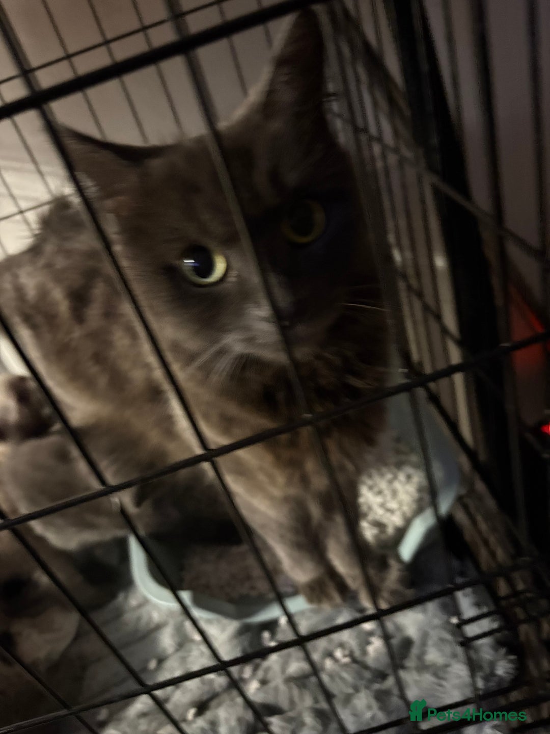 Nebelung cats for sale: Beautiful nebelung/ragdoll kittens  - Advert 9