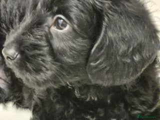 Mixed Breed dogs ‼️REDUCED LAST BEAUTIFUL YORKIPOO BOY READY NOW‼️ - Advert 20