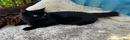Ragdoll cats for sale: RAGDOLL  - Advert 6