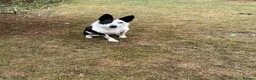 Border Collie dogs for sale: 5 Border Collie Puppies - Advert 8