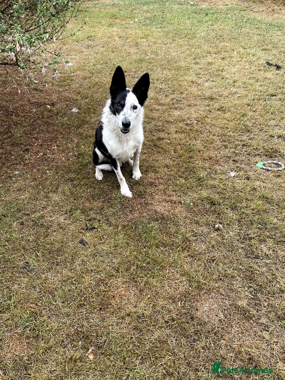 Border Collie dogs for sale: 5 Border Collie Puppies - Advert 8