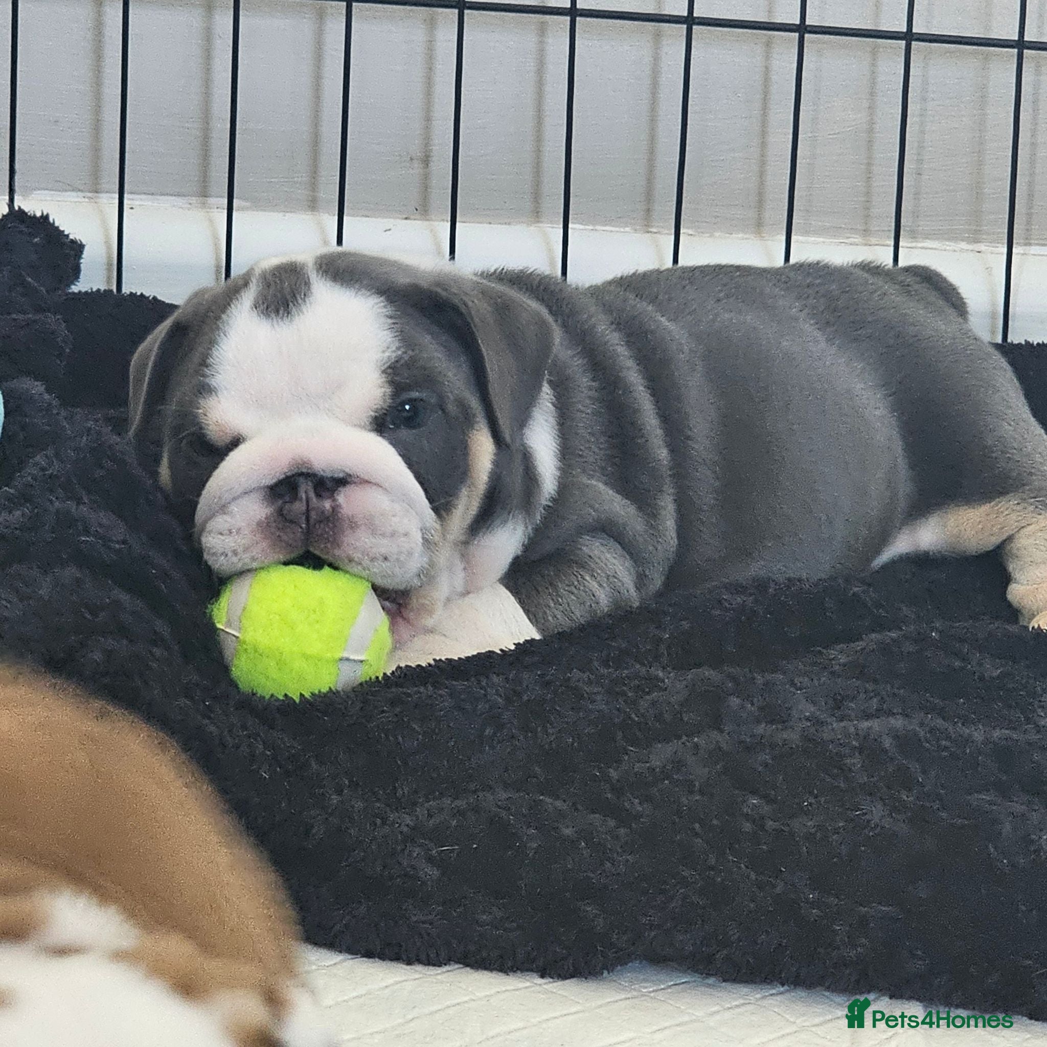 English Bulldog dogs 9 week old British Bulldog pup - Advert 1