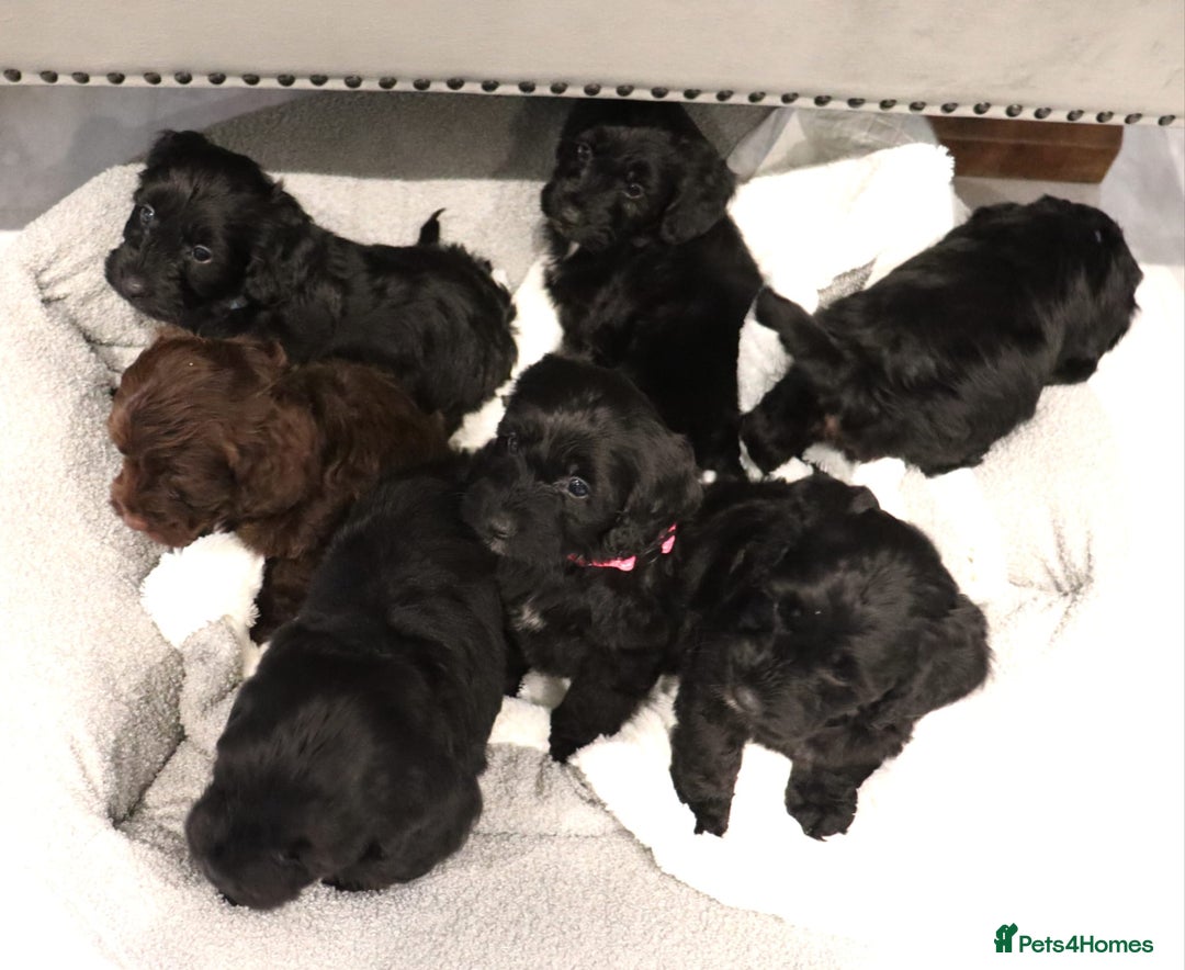 Cockapoo dogs for sale: Beautiful Cockapoos looking for their forever home - Advert 15
