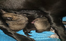 Pug dogs for sale: KC Pug puppies 4 girls 3 boys - Image 14