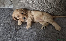 Cockapoo dogs for sale: Cockapoo Puppies  - Image 1