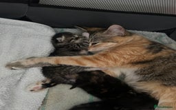 Ragdoll cats for sale: Mixed Ragdoll QUEEN💛 - Image 10