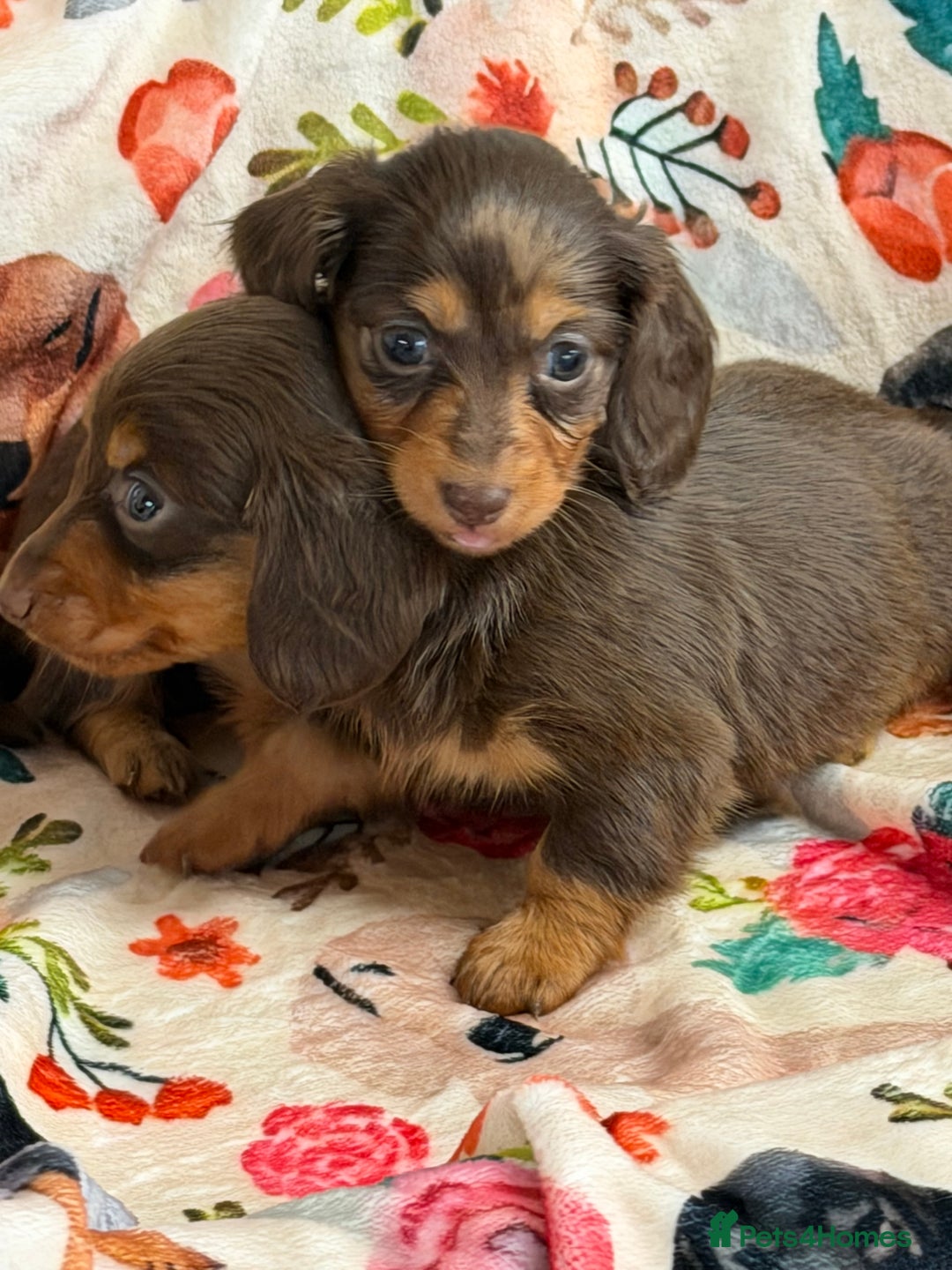 Miniature Dachshund dogs for sale: 2 left Long haired mini dachshund pups  - Advert 20