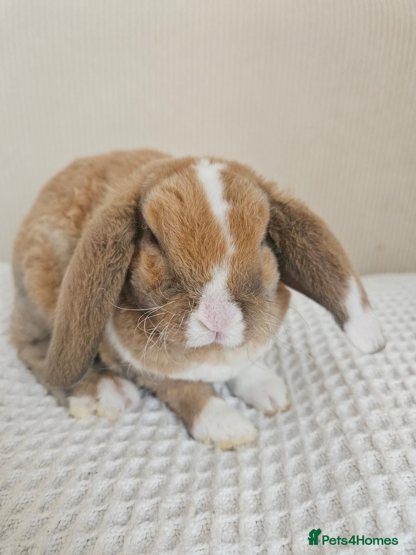 Mini Lop rabbits 🩷Purebred mini plush lop teddy bears🩵🧸 - Advert 1