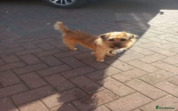 Mixed Breed dogs for sale: Norfolk terrier cross cairn terrier  - Image 24