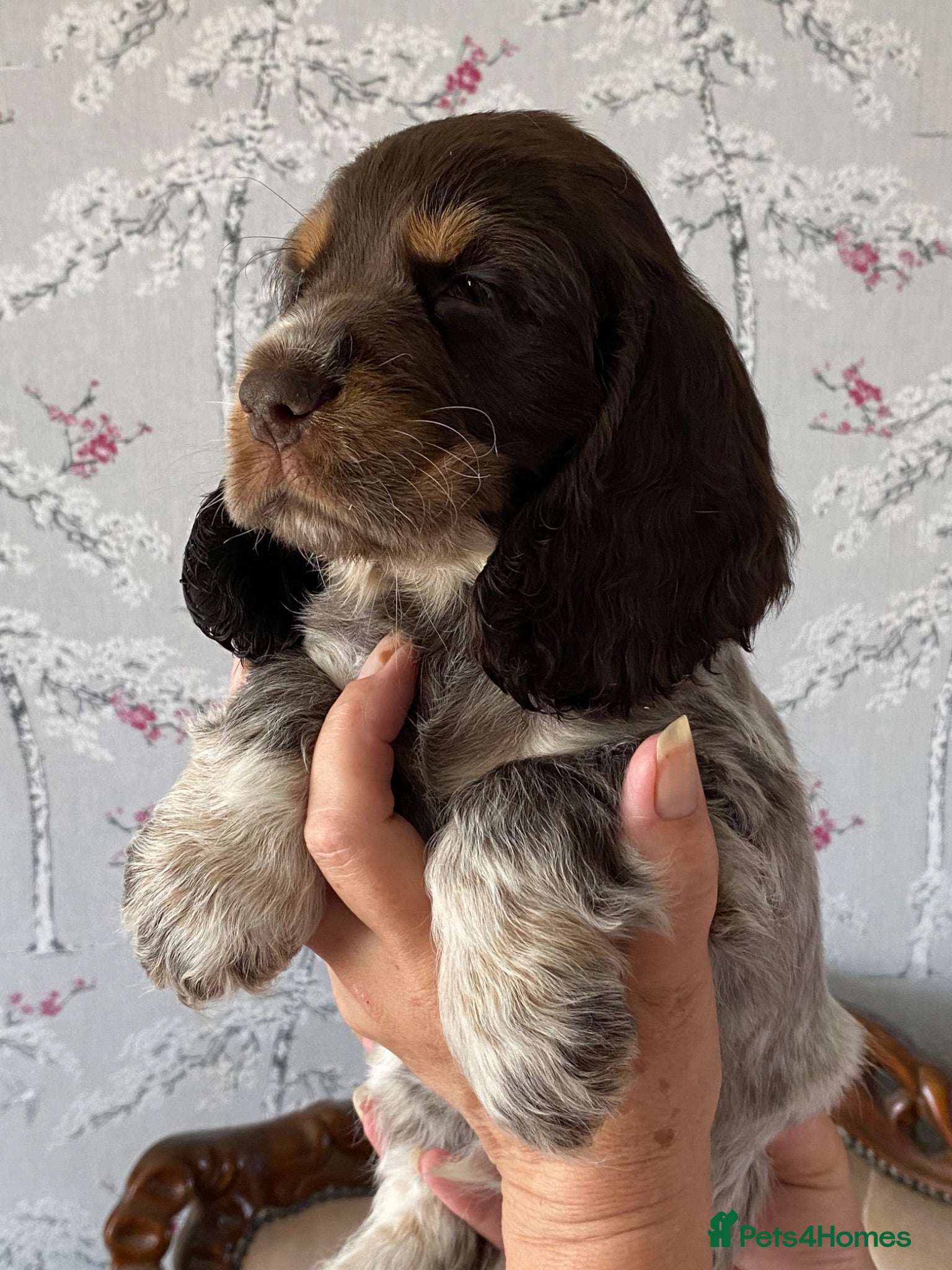 Cocker Spaniel dogs Cocker spaniel puppies  - Advert 1