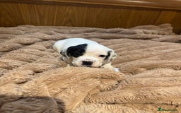 Mixed Breed dogs for sale: French bulldog x cocker spaniel pups - Advert 6