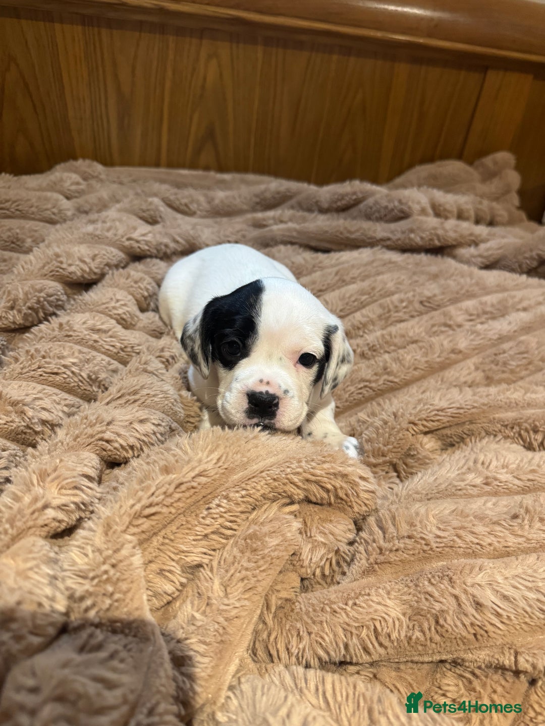 Mixed Breed dogs for sale: French bulldog x cocker spaniel pups - Advert 6