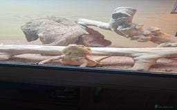 Bearded Dragon reptiles for sale: Besrded Dragon - Image 3