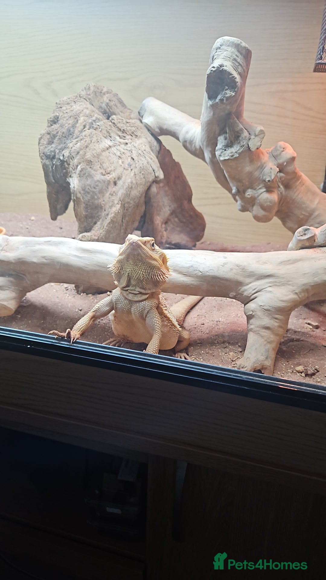 Bearded Dragon reptiles for sale: Besrded Dragon - Image 3