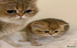 British Longhair cats for sale: Stunning boy - Image 6
