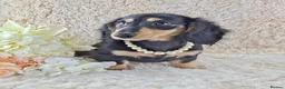 Miniature Dachshund dogs for sale: Long coat Miniature Dachshund Puppies  - Advert 4