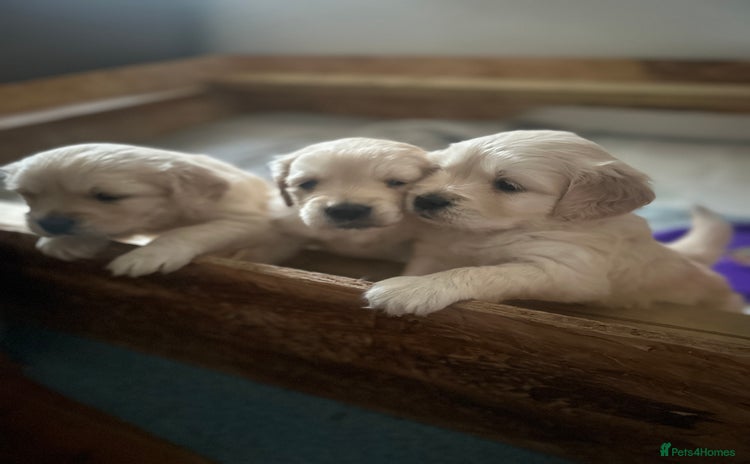Mini Goldendoodle dogs - Advert 14
