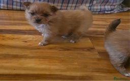 Pomeranian dogs for sale: Pomeranian Puppies - Image 10