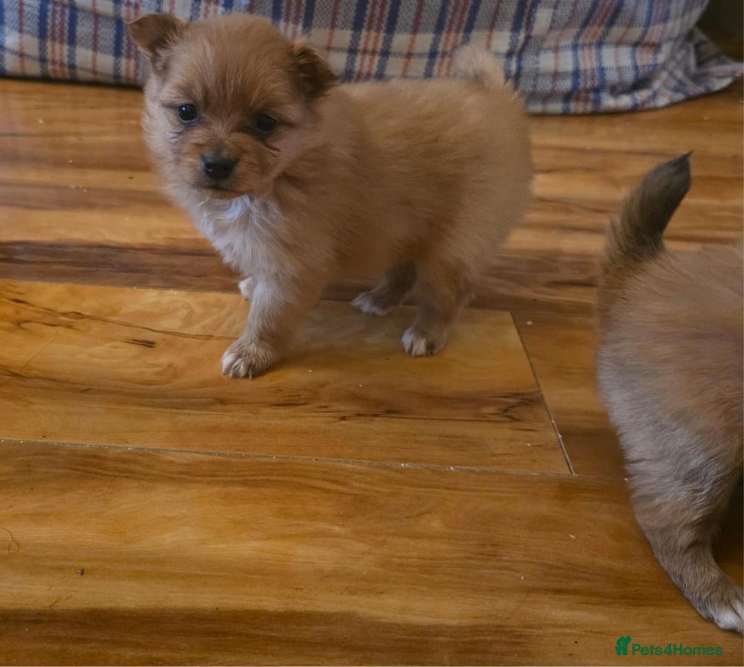 Pomeranian dogs for sale: Pomeranian Puppies - Image 10