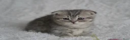 Munchkin cats for sale: Beautiful munchkin kittens - Advert 10