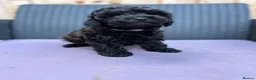 Toy Poodle dogs for sale: Stunning Black Toy Poodles - Advert 8