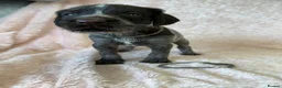 German Wirehaired Pointer dogs for sale: Gorgeous German Wire Haired Pointer Pups - Advert 10