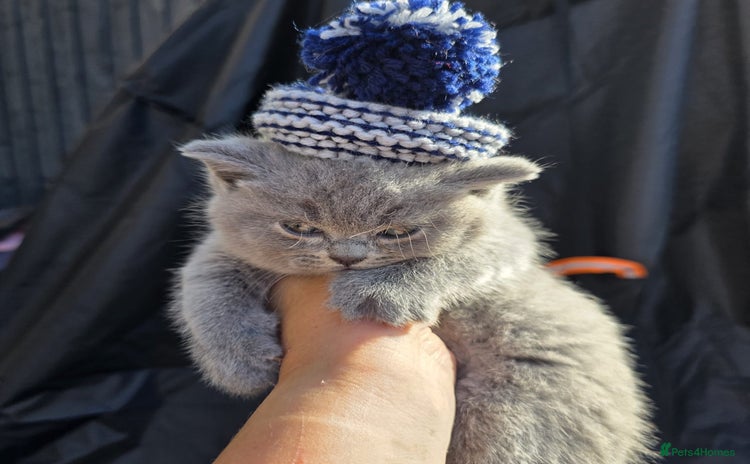 British Shorthair cats - Advert 8