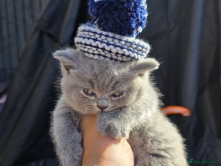 British Shorthair cats - Advert 3