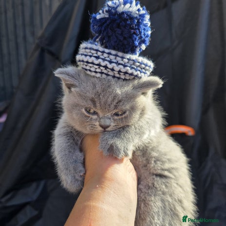 British Shorthair cats - Advert 14