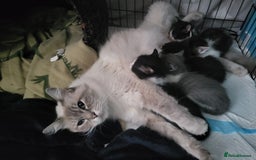 Ragdoll cats for sale: Kittens  - Image 1