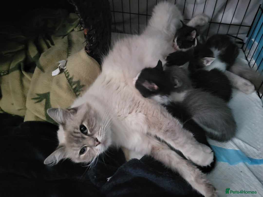 Ragdoll cats for sale: Kittens  - Image 1
