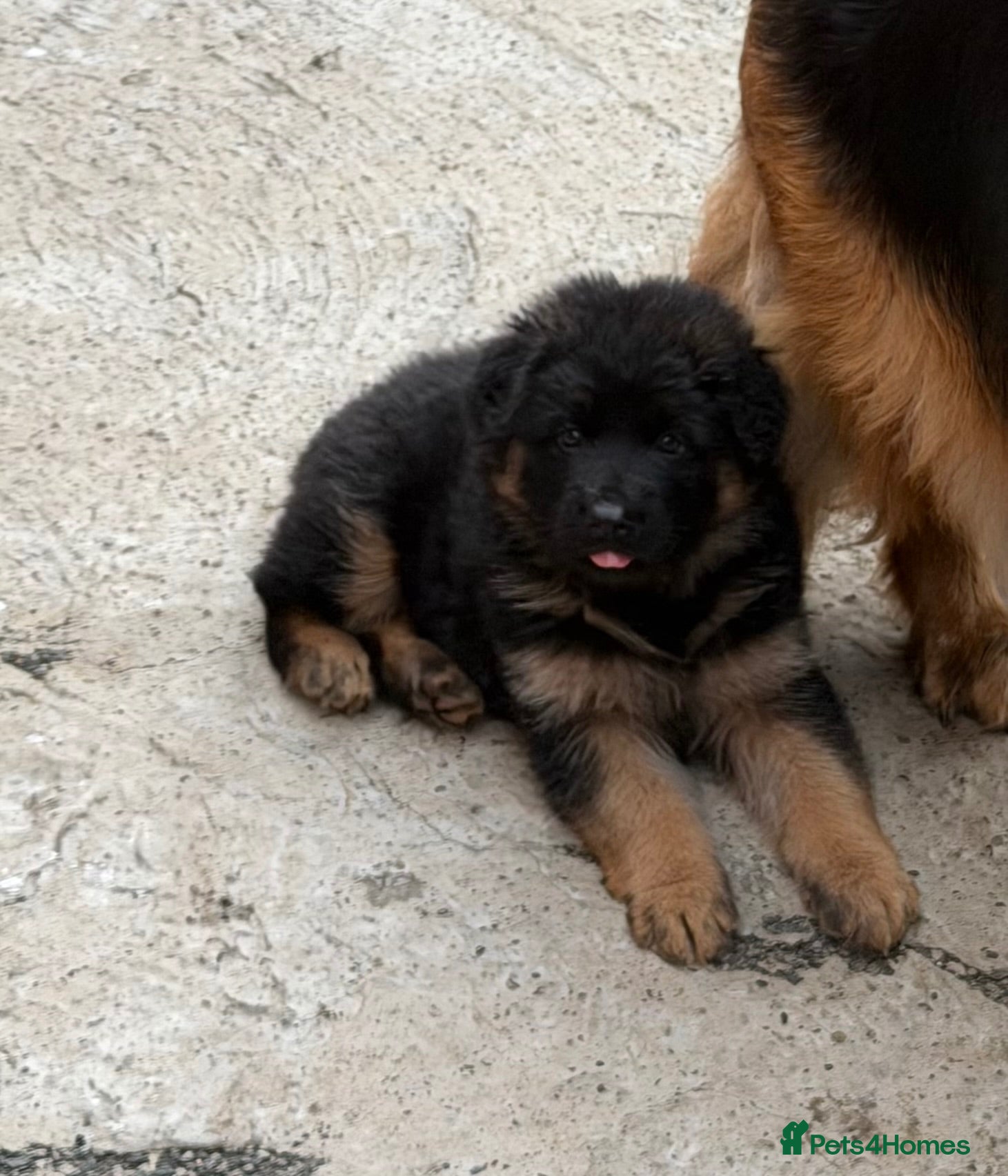German Shepherd dogs Germany Sheperd long hair - Advert 9
